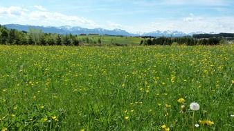 Beautiful and colorful spring meadow with flowers in AllgÃ¤u, Germany