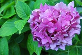 pink hydrangea on a green bush