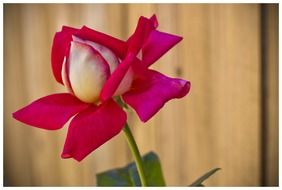 Picture of natural red rose flower