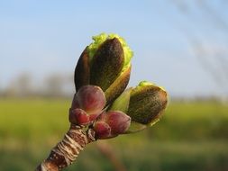 acer platanoides norway