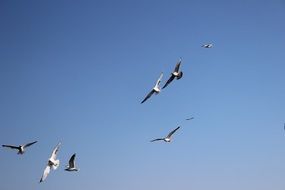 seagulls in the Norway's summer sky