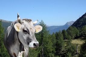 cow animal tyrol