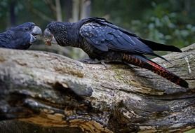 magnificent cockatoo