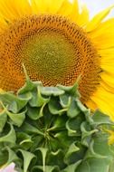 sunflower with bud close up