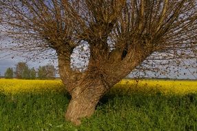 unusual tree with a large trunk