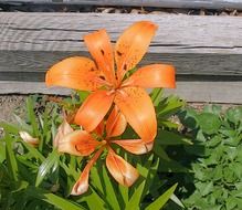 tiger lily blooming outdoor