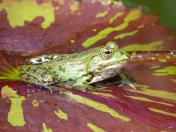 green frog on red water lily leaf