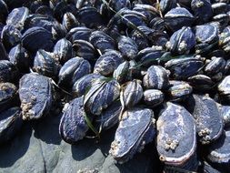 many black mussels on the ocean coast close up