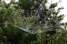 beautiful cobweb in water drops