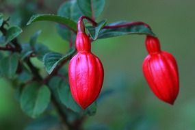 red and blue fuchsia flower blossom nature