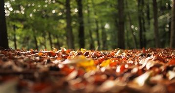 Leaves on the ground against the backdrop of green trees