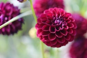 dahlia, bright violet flowers in a garden