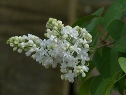 absolutely gorgeous common lilac flowers