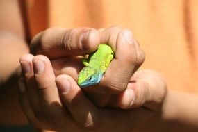 green lizard in the arms of a child