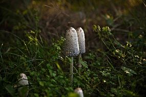 poisonous mushrooms forest autumn