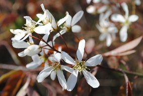 spring white flower close-up on a blurred background