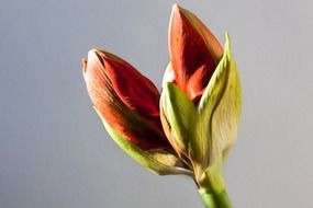 amaryllis red flower