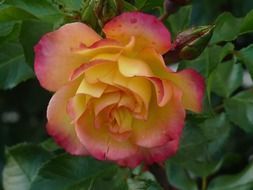 pink and yellow rose blooming in the garden