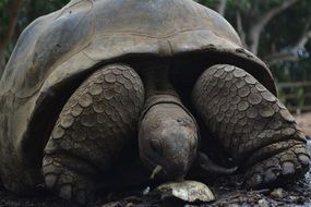 big turtles national park zoo