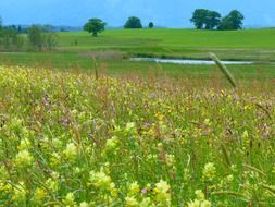 Angustifolius on the meadow