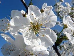 cherry in white bloom close-up