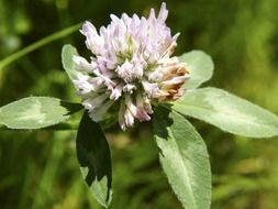 clover plant in the nature