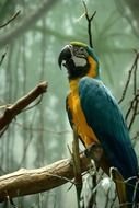 magnificent macaw bird