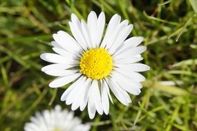 daisy wildflower on a meadow