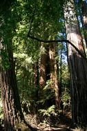 redwood giant trees in california