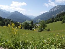 idyllic mountain meadow