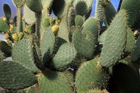 closeup of green cactus with spurs