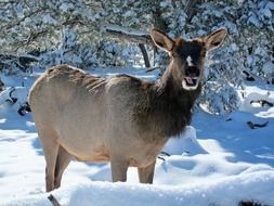 wild animal in the grand canyon in winter