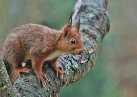 cute red squirrel is sitting on a tree branch