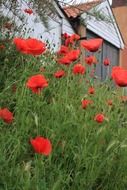 poppies in the front garden