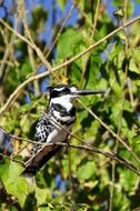 Alcedo atthis or kingfisher bird