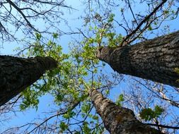 Trees in green foliage against the sky