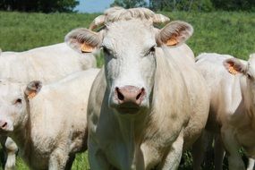 prairie peaceful cattle