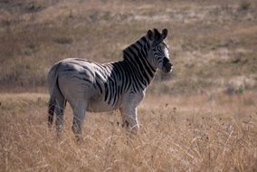 magnificent africa zebra