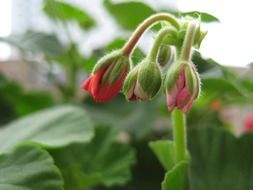 Colorful Flower buds on geraniums with green leaves