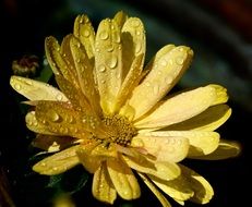 yellow bud with dew drops