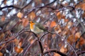 colorful bird sitting on the tree branch