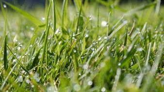 green grass in water drops closeup