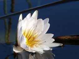 fluffy white water linly flower close up, botswana, okavango delta