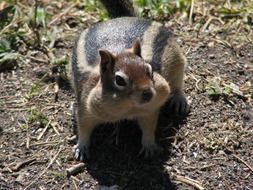 wild squirrel in Yellowstone National Park