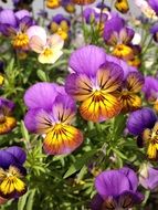 garden pansy, colorful flowers on a blurred background