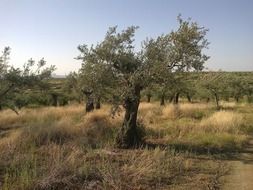 olive trees on a field with green grass