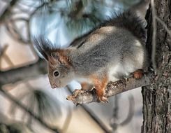 squirrel on a tree in the natural environment