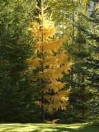 stunning trees forest