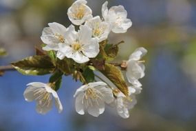 A branch with white flowers on a blurred background