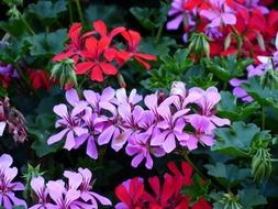 purple and red geranium flowers